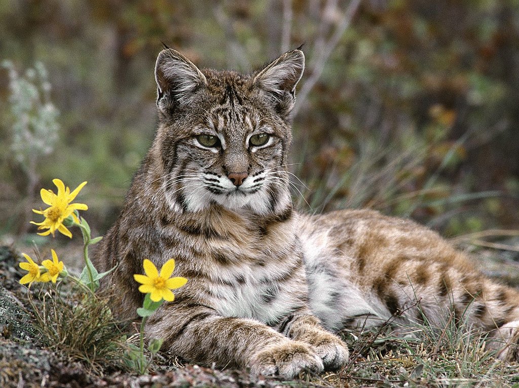 Bobcat, Montana